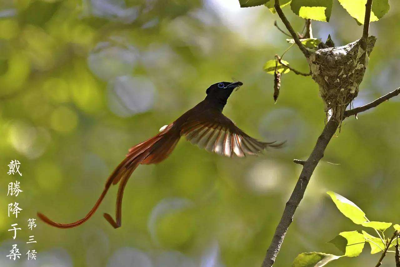 又是谷雨尝鲜季又到椿芽飘香时,谷雨习俗赏花喝茶吃香椿