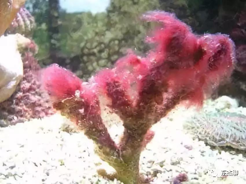 海水缸活石爆绿毛藻怎么处理,鱼缸里的绿毛藻怎么处理