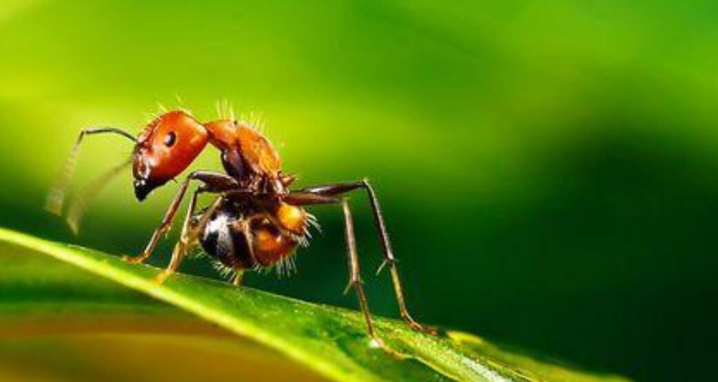 红蚂蚁造成多少人死亡,红蚂蚁危害多少省份