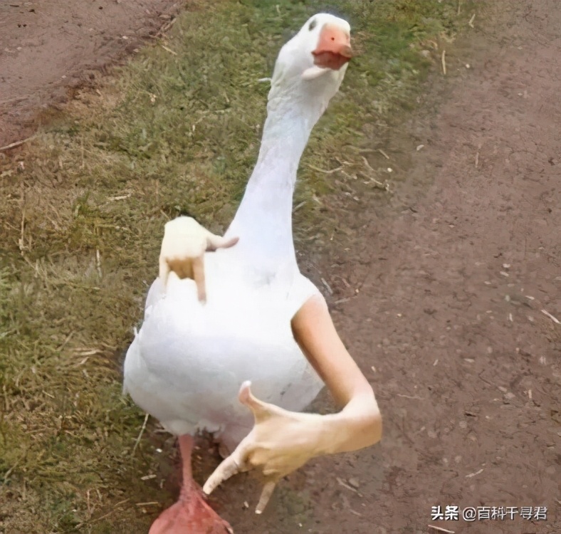 蛇怕鹅鸭粪,蛇怕鹅粪科学解释