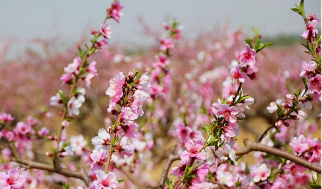 廊坊市赏花踏青第一名,廊坊赏桃花景点