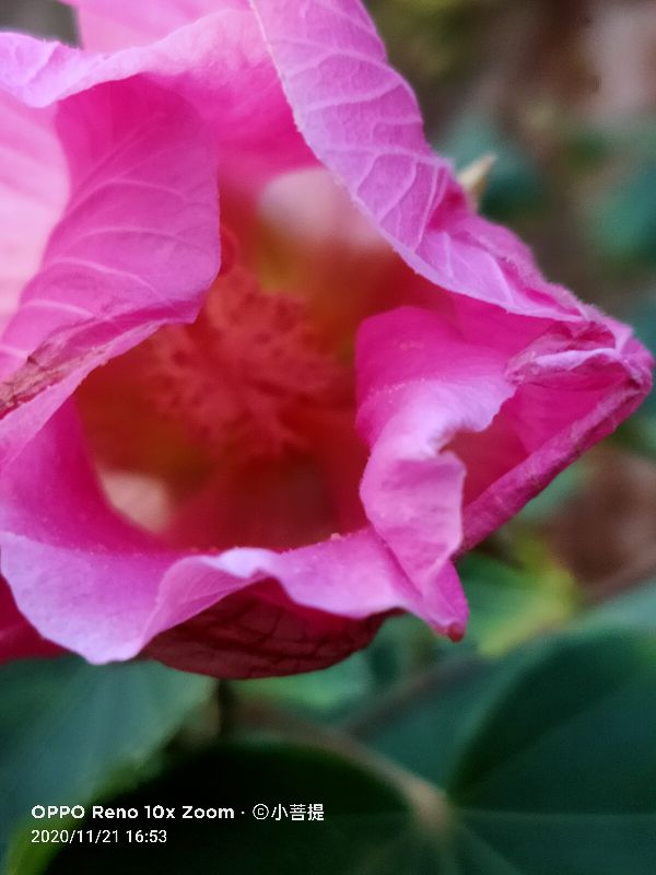 这种花通常用来比作美丽的女子,有人拿来做药,还有人当野菜吃