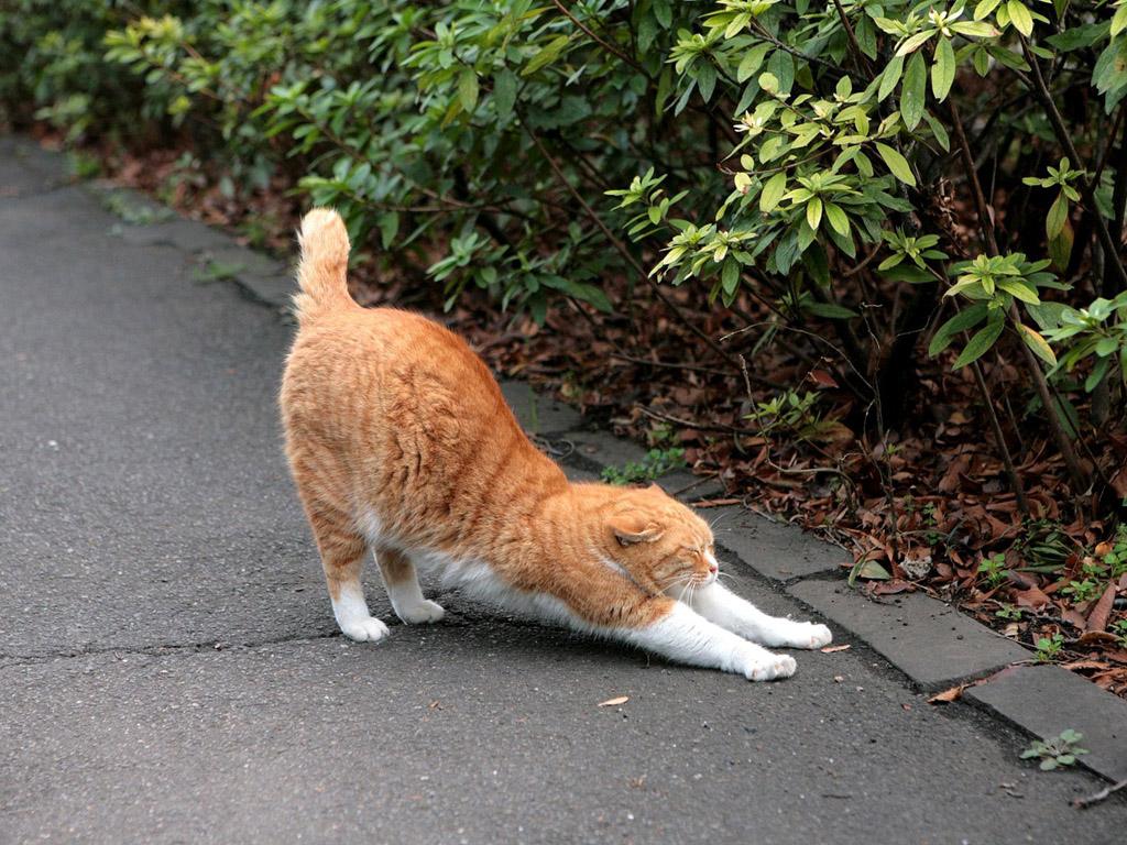 猫咪犯错它知道吗,猫咪犯错的6个表现