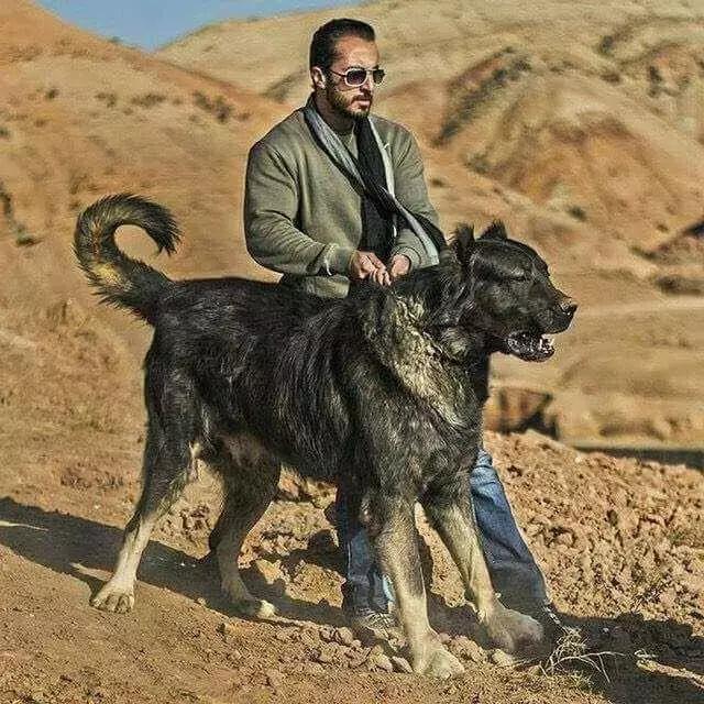 肌肉型猛犬图片,最帅最有气质的猛犬