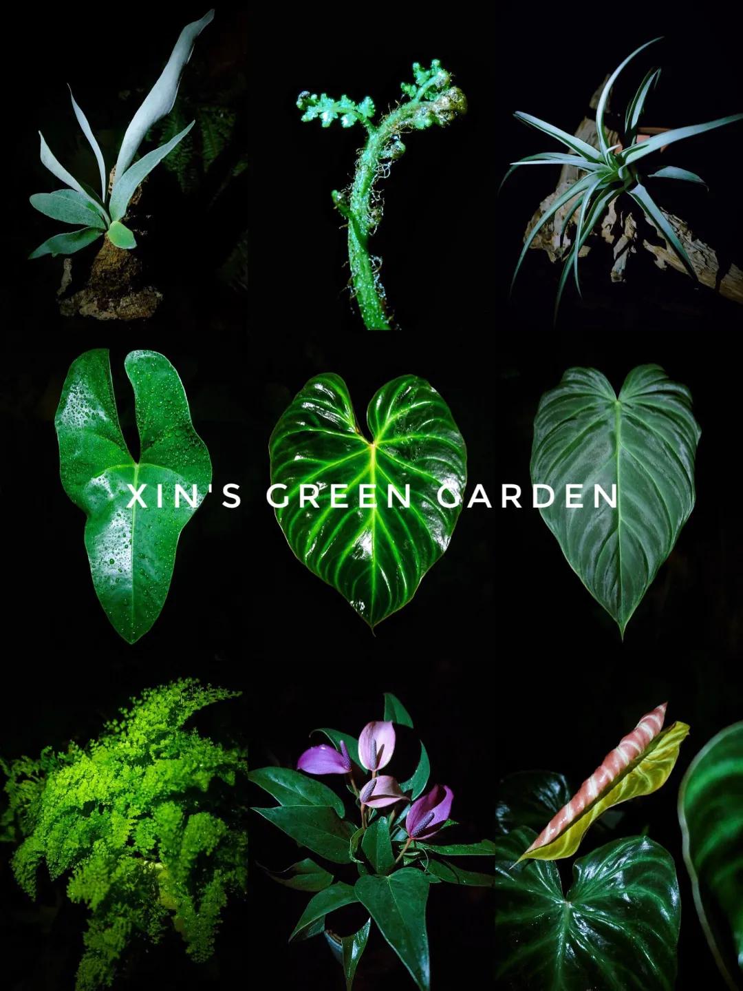 没花园怎么种花？从东北到广东，4位大神在室内种出植物园，绝美