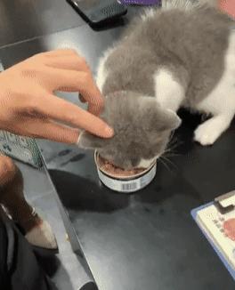 猫咪有这些表现说明它恨死你了,猫咪有这些表现说明它过得很幸福