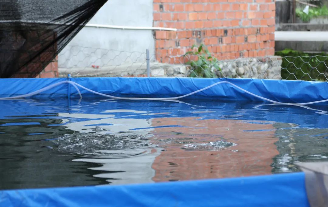 桶装水养斗鱼可以吗,高密度养鱼方法的经济效益如何