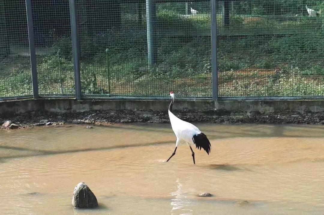 在动物园散步才是正经事|暴走福州
