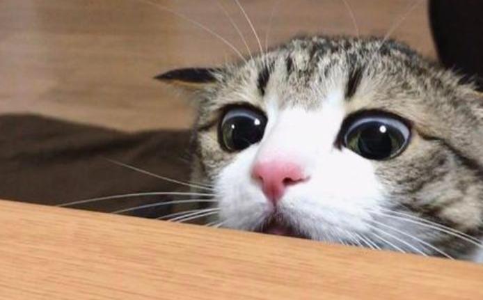 宠物尿尿在被子上怎么处理,宠物尿泡怎么办