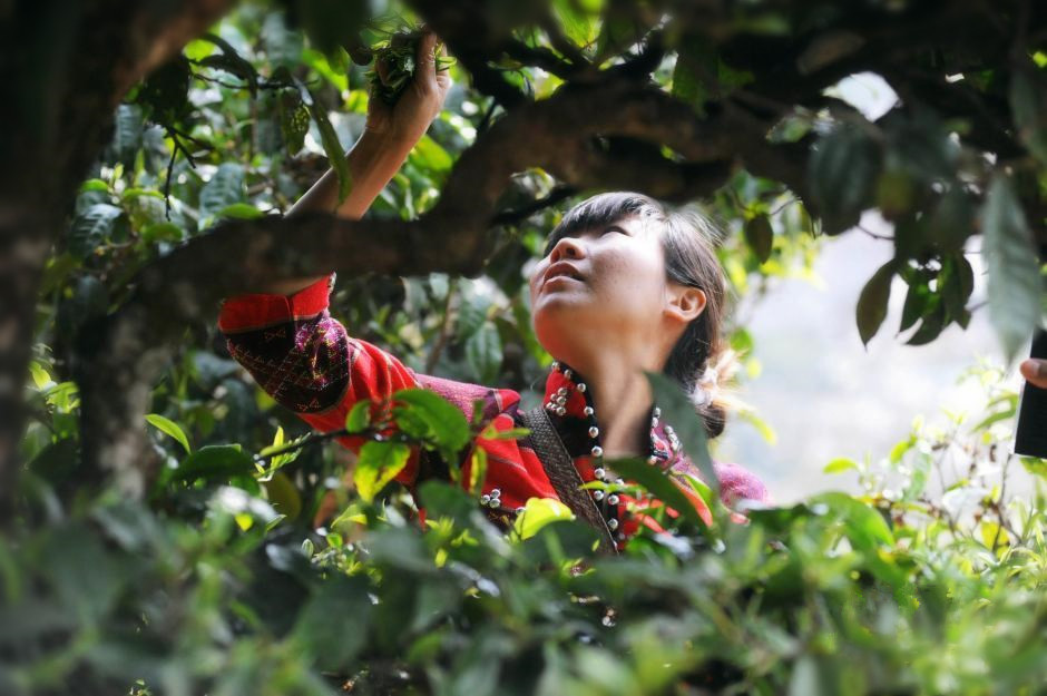 普洱茶紧压技术有哪些特点,普洱茶生茶紧压茶好坏之分
