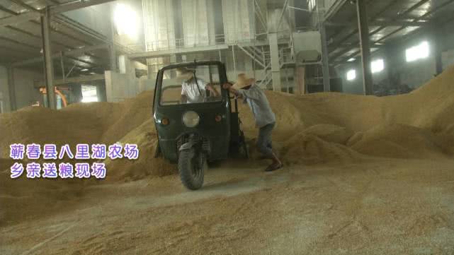 今年早稻收购价格怎样,早稻价格最新行情