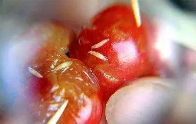 樱桃里的果蝇幼虫人吃了危害大吗,唐老师的樱桃果蝇防治