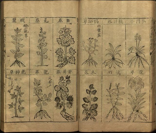 本草纲目中插图是李时珍画的吗,本草纲目李时珍插图