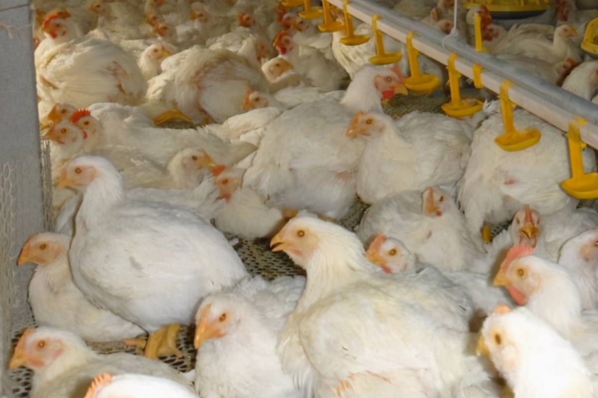 45天出栏肉鸡一只成本利润,养蛋鸡和肉鸡哪个利润高