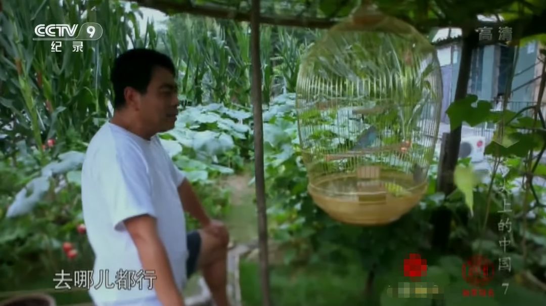 天台李子柒,大爷大妈们活的多么潇洒