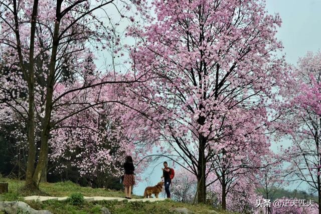 药王谷传奇（49）药王谷珍爱生命*界无**，茅草根不惧风火霜雪