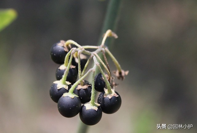 农村常见的药材植物大全,农村有什么好玩的植物还是常见的