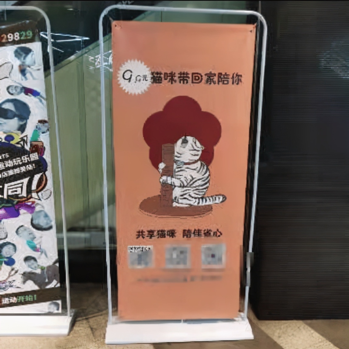 9.9元可租猫咪一天:共享时代赚钱,当以生命为底线