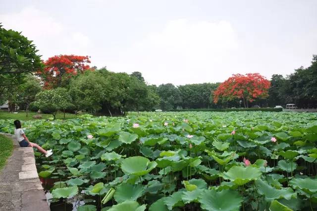 毕业季的凤凰花和栀子花,毕业季凤凰花开的时候