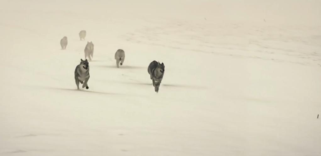 75岁老头被狼群追杀徒手大战狼群,放羊老汉遭遇狼群