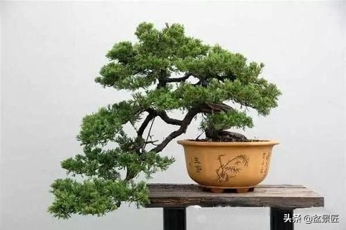 盆景如何抑制侧枝生长,盆景徒长怎么处理