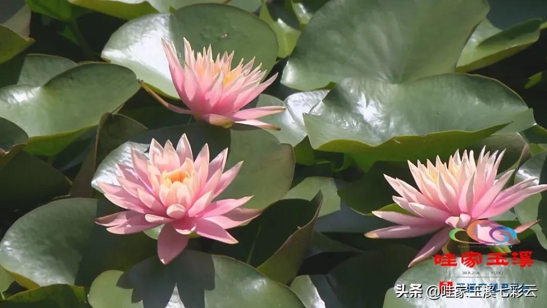 睡莲花开冬天,夏天睡莲开花了