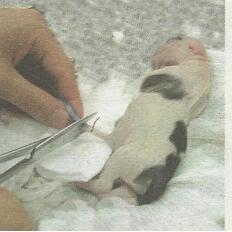 母狗生孩子前要准备哪些东西,母狗生小狗前准备