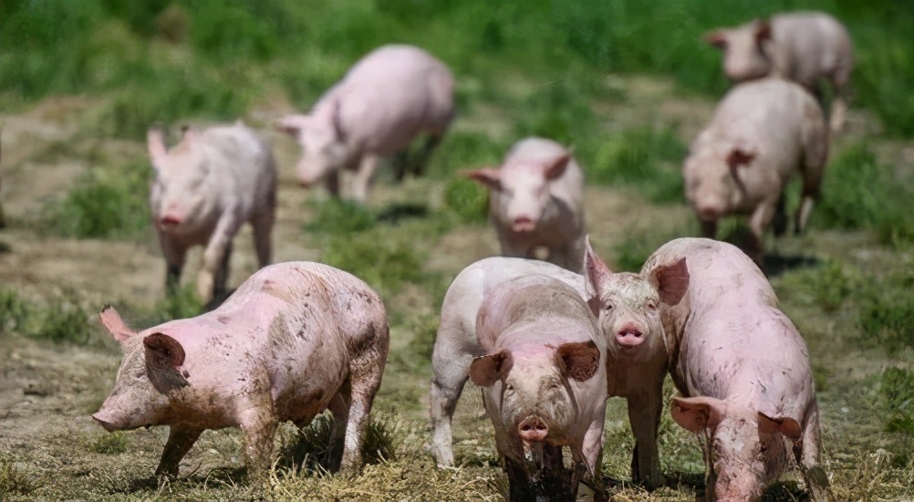 猪价行情分析讲解,猪价深度分析能大涨吗