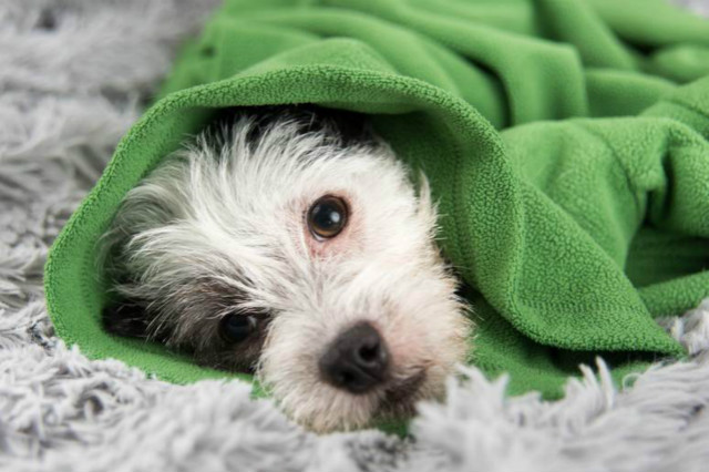 狗狗吐鲜血能活多久,狗狗吐鲜血什么原因