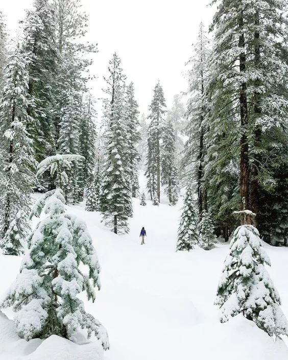 松树散文随笔,松树上的雪景美文