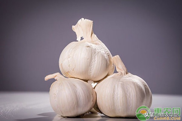 现在大蒜多少钱一斤？2018年12月份全国大蒜价格行情预测