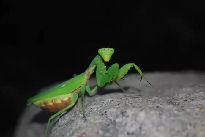 柑橘常见害虫高清图谱,柑橘常见害虫图片大全