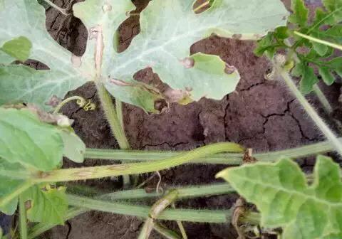 西瓜藤蔓卷曲是怎么回事,西瓜蔓开裂是什么原因