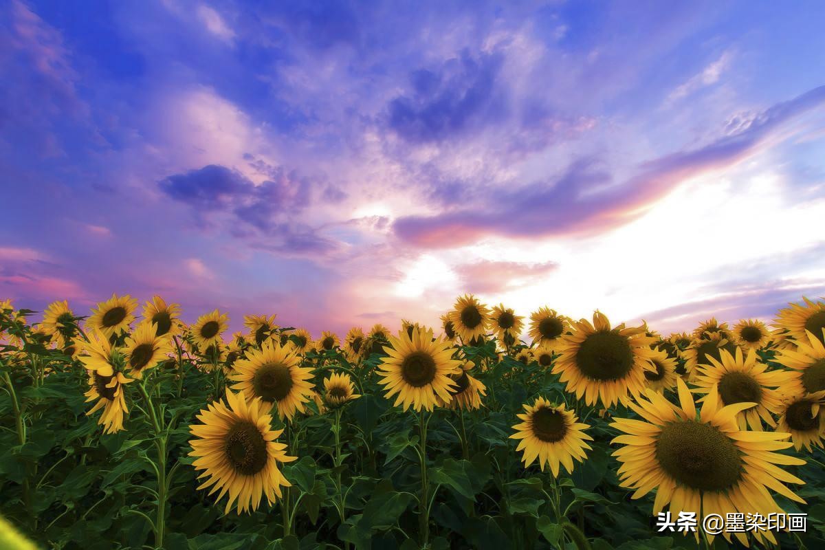 向日葵如何拍摄出好看的效果,向日葵拍摄技巧