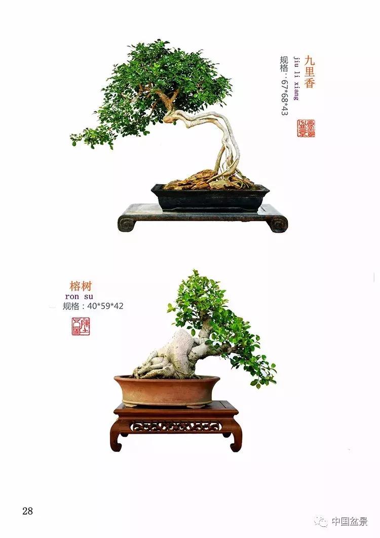 陈文图老师,陈文图盆景欣赏