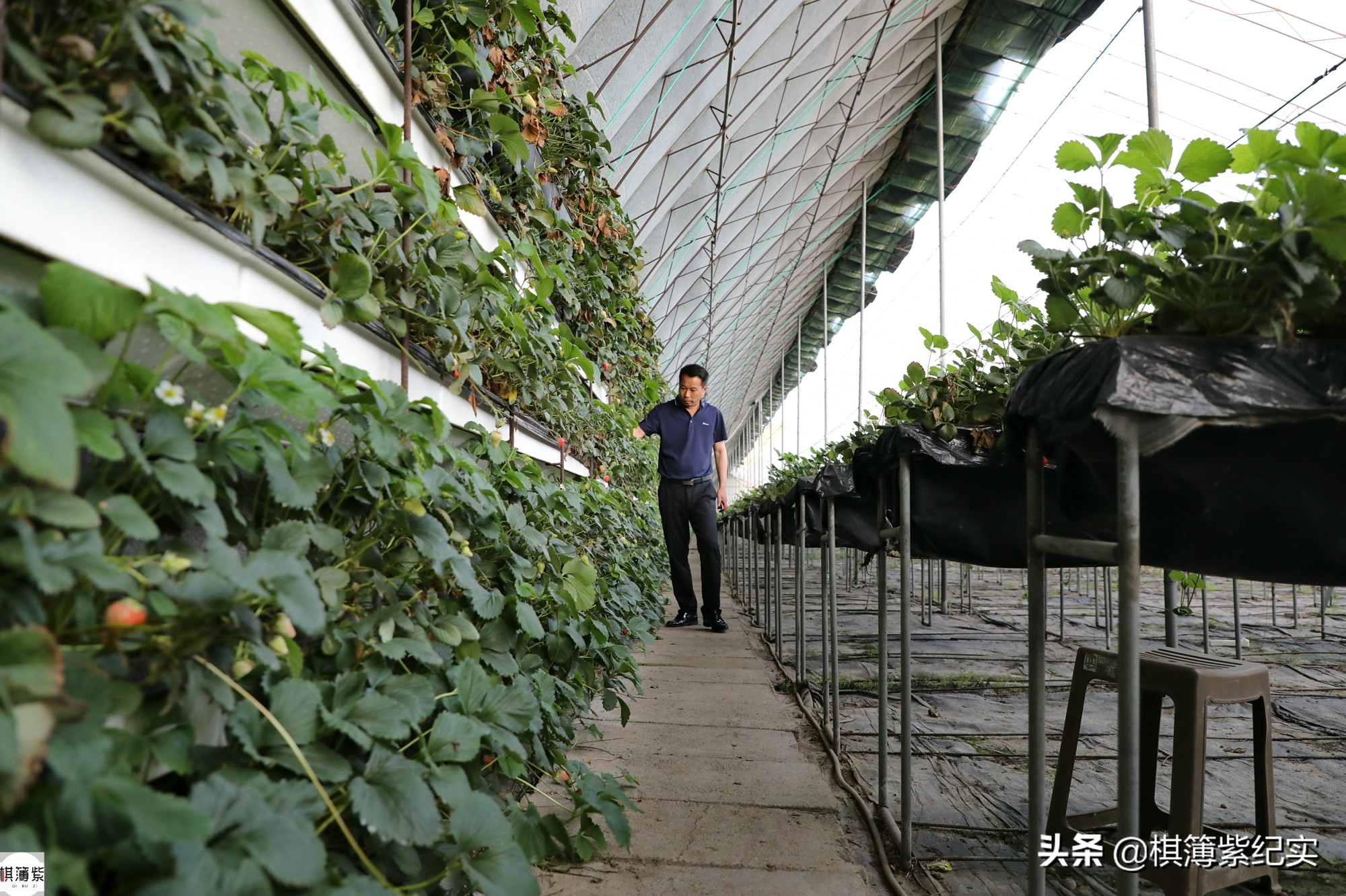 草莓王传奇：200多个大棚，实施空中草莓计划，明年手机遥控草莓