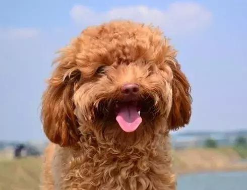 泰迪的饲养方法及注意事项,泰迪饲养的6个小方法