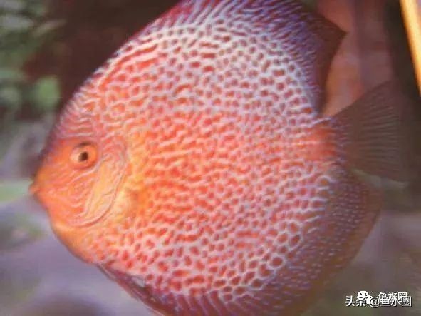 七彩神仙最好看的品种,七彩神仙多大分品种