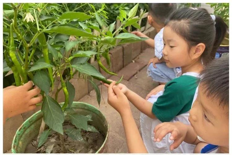 邯郸复兴区第一幼儿园环境,邯郸复兴区第一幼儿园是公立的吗