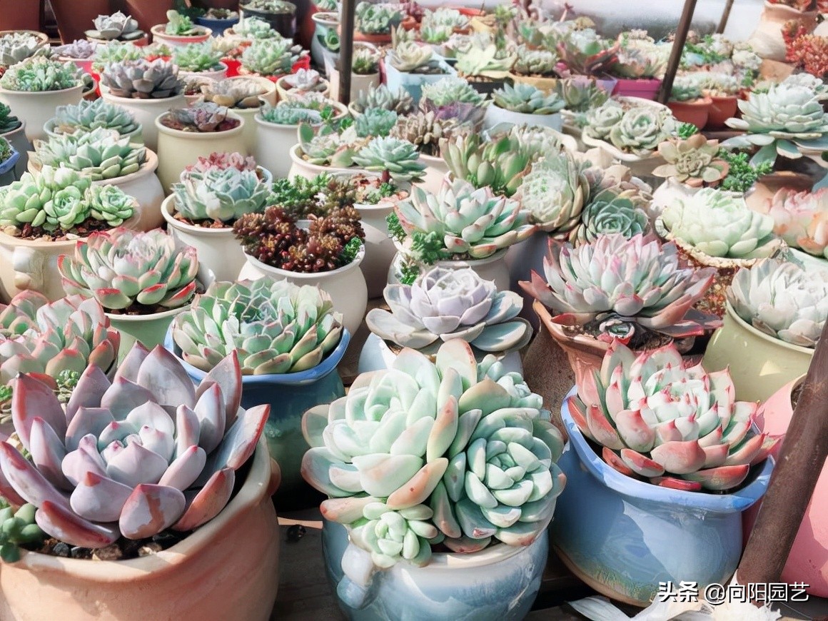 新手养多肉适合买哪些品种,夏季好养活的多肉品种图片