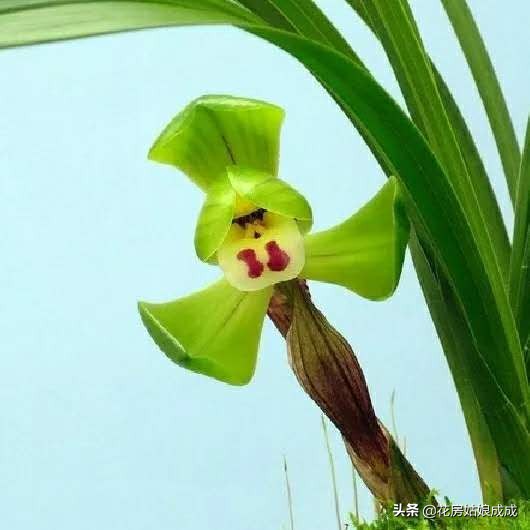 兰花叶尖发黑怎么处理最好,兰花叶尖发黑是何原因怎么处理