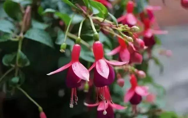 身边常见花卉识别,身边常见的树有哪些