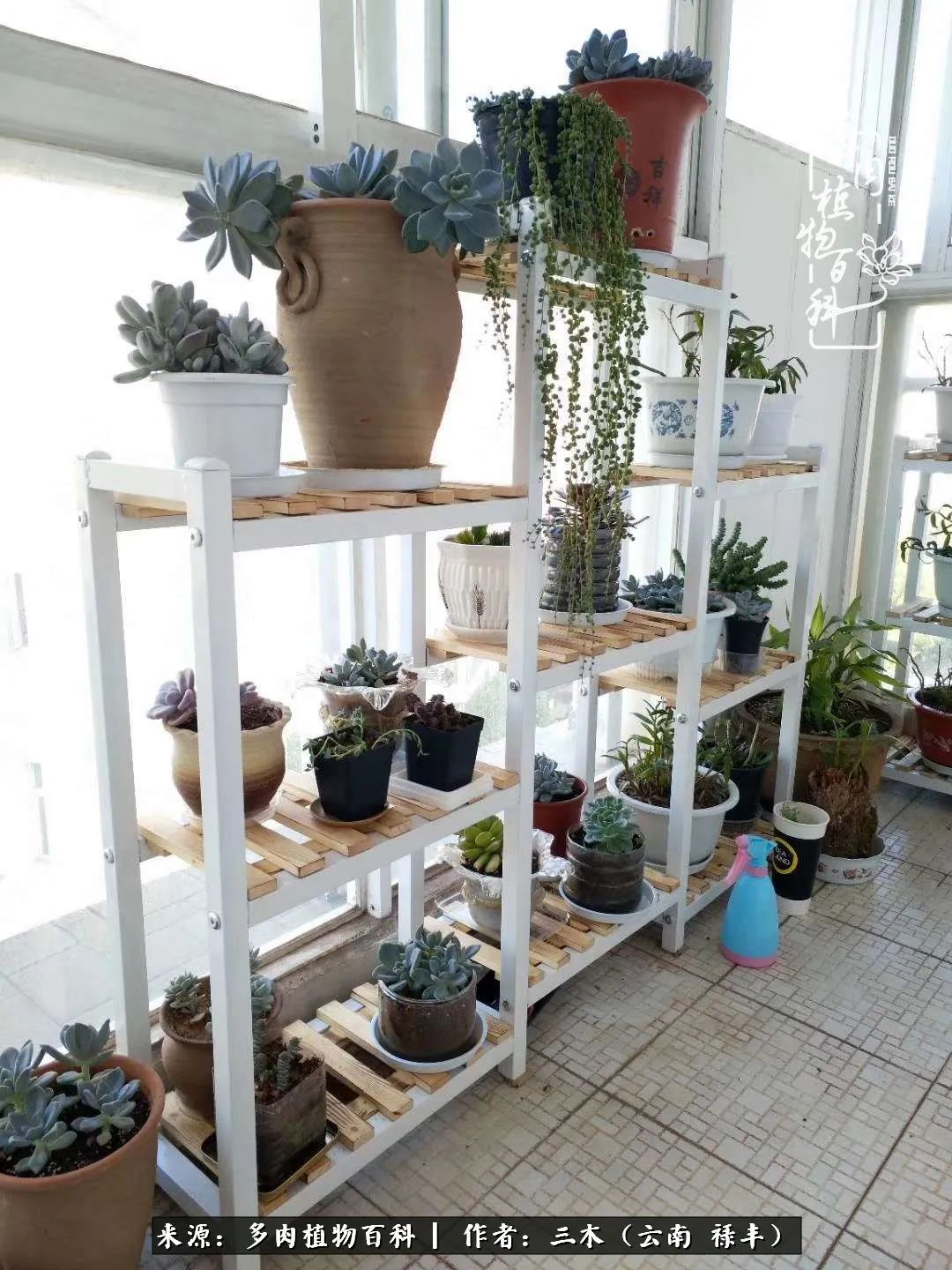 结缘多肉，阳台这一亩三分地就是我的世外桃源
