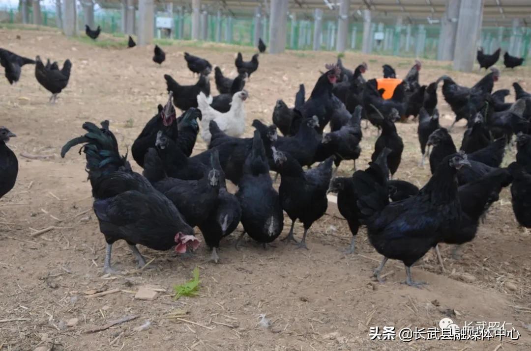 香椿炒鸡蛋的营养价值,冻过的香椿怎样炒鸡蛋