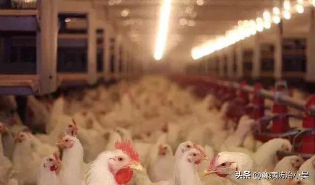 鸡子瘫了用什么药治疗,鸡子腿软站不起来怎么办