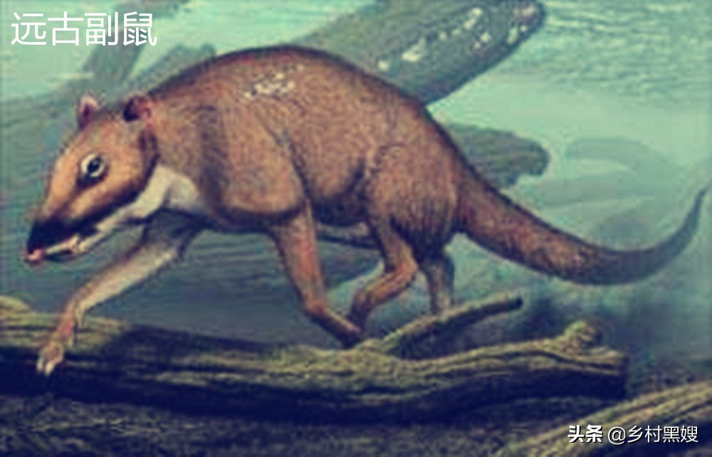 鼠类回忆录：一直被厌恶，从没被消灭！一口气搞懂鼠类的前世今生