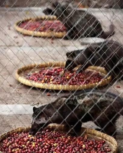 猫屎咖啡给麝香猫带来灭顶之灾,世界上最顶级的猫屎咖啡