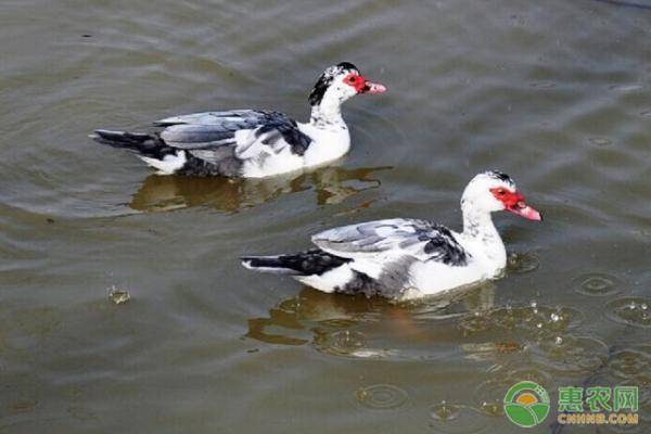 大棚养鸭最关键的技术是什么,养鸭大棚养鸭技术