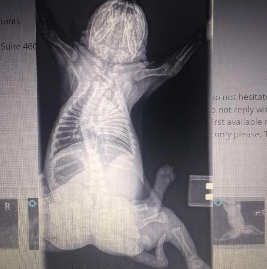 刚出生的小狗有只手畸形,小狗一出生就有六条腿两个尾巴