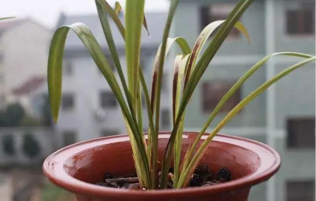 兰花叶子从中间开始黄怎么回事,兰花靠近根部的叶子变黄发黑